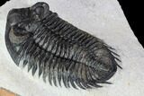 Coltraneia Trilobite Fossil - Huge Faceted Eyes #106982-5